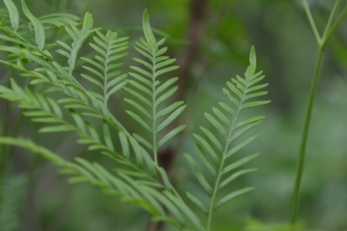 Pteridium centraliafricanum — photo