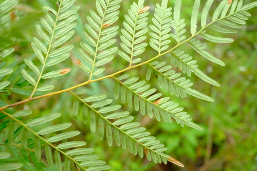 Pteridium centraliafricanum — photo