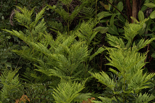Pteridium centraliafricanum