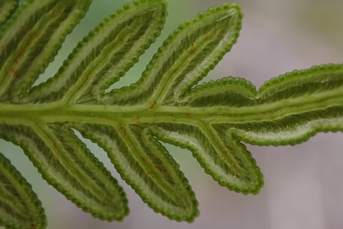 Pteridium esculentum (Bracken) — photo