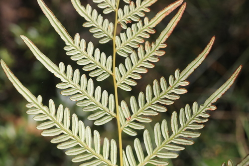 Pteridium esculentum (Bracken) — photo