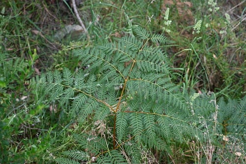 Pteridium esculentum