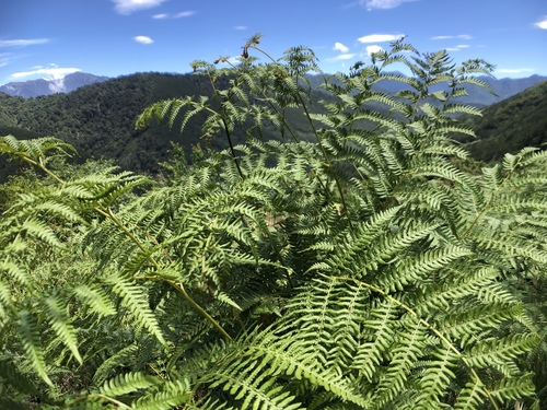 Pteridium revolutum — photo