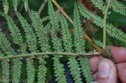 Pteridium revolutum — photo