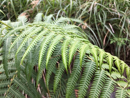 Pteridium revolutum