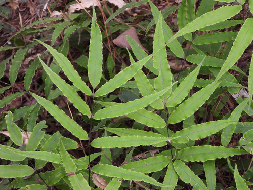 Pteris cretica (Cretan brake fern) — photo