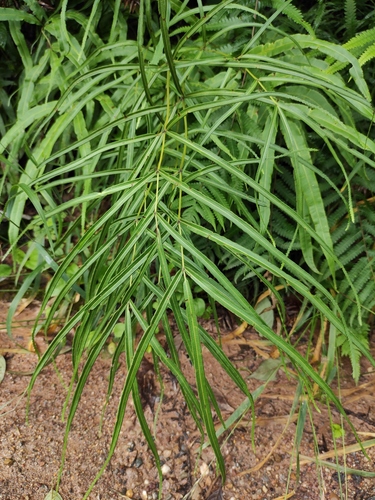 Pteris cretica (Cretan brake fern) — photo