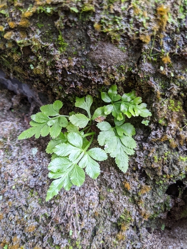 Pteris ensiformis (Slender brake fern) — photo