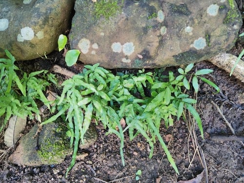 Pteris ensiformis