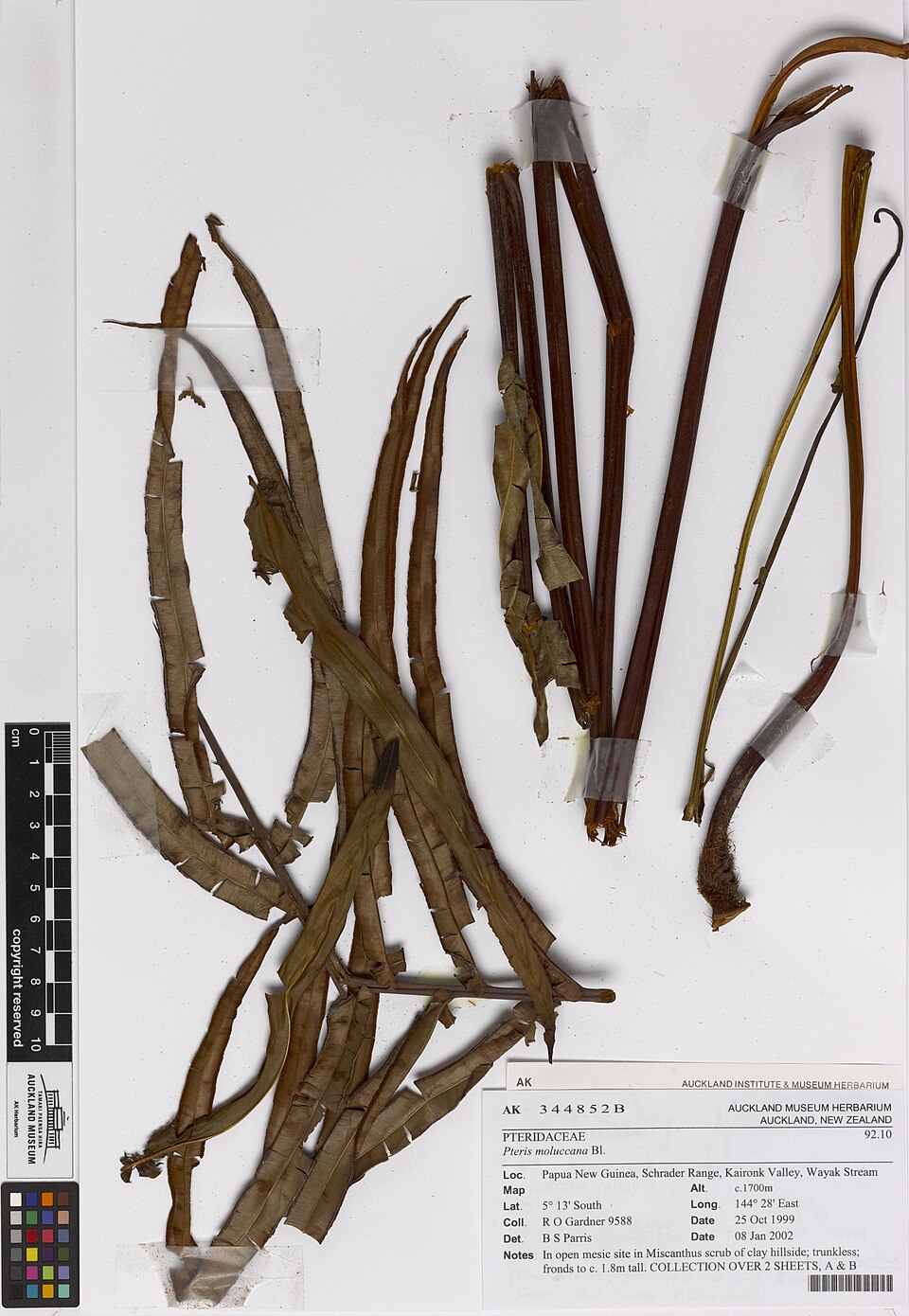 Pteris moluccana (Fern) — photo