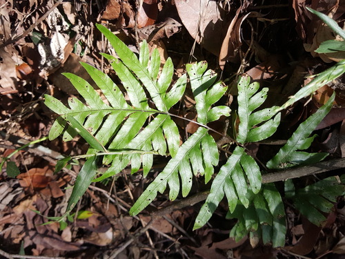 Pteris semipinnata — photo