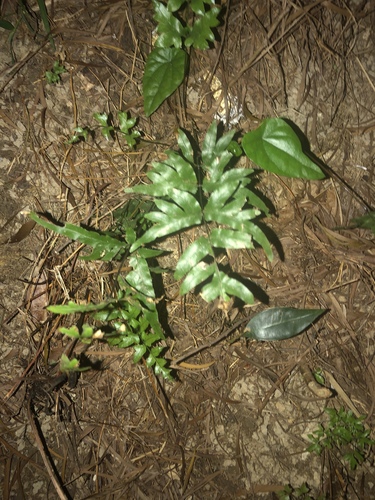 Pteris semipinnata — photo