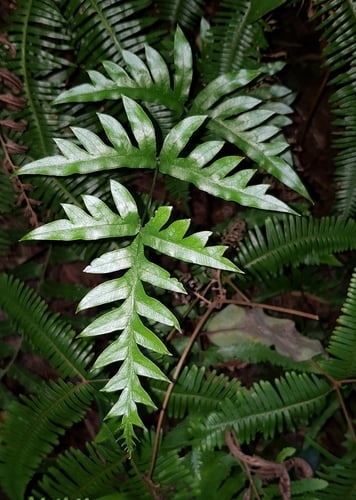 Pteris semipinnata