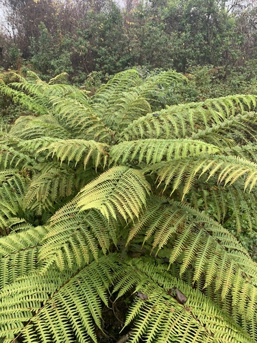 Pteris tripartita (Giant brake) — photo