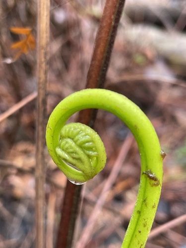 Pteris tripartita (Giant brake) — photo