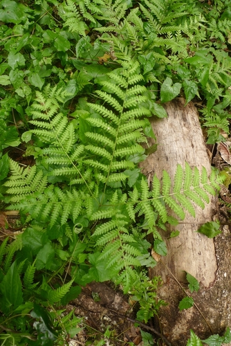 Pteris tripartita