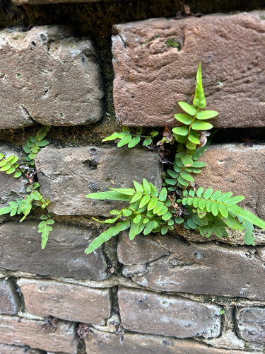 Pteris vittata (Chinese brake) — photo