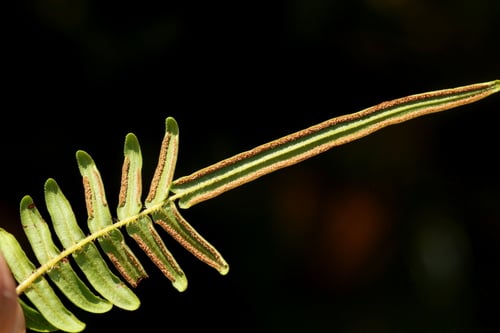 Pteris vittata (Chinese brake) — photo
