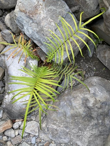 Pteris vittata