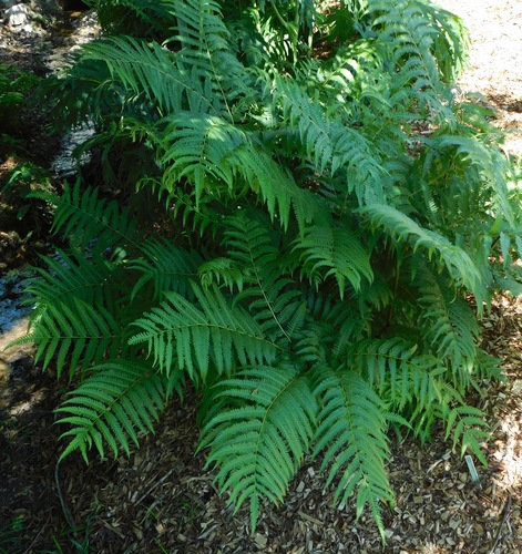 Pteris wallichiana — photo