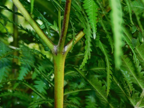 Pteris wallichiana — photo