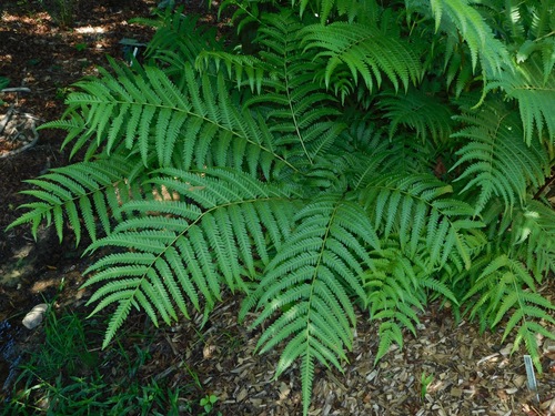 Pteris wallichiana