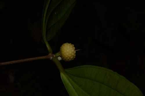 Pternandra rostrata — photo