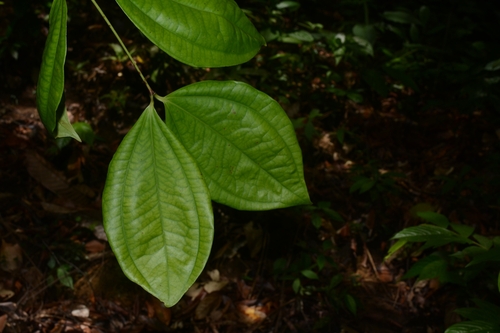 Pternandra rostrata