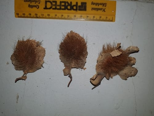 Pterocarpus angolensis (Bloodwood) — photo
