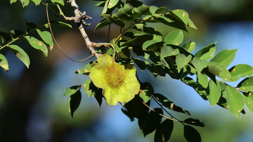 Pterocarpus angolensis