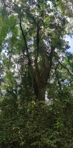 Pterocarpus dalbergioides (Andaman padauk) — photo