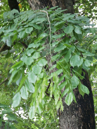 Pterocarpus dalbergioides