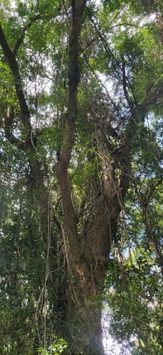 Pterocarpus dalbergioides (Andaman padauk) — photo