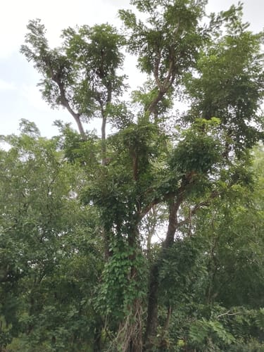 Pterocarpus erinaceus (West African rosewood) — photo