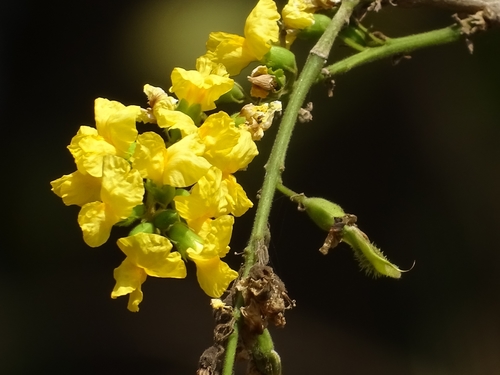 Pterocarpus erinaceus