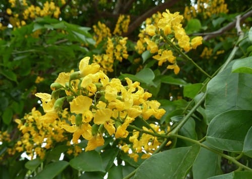 Pterocarpus indicus (Burmese Rosewood) — photo