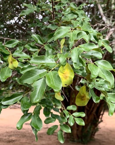 Pterocarpus lucens