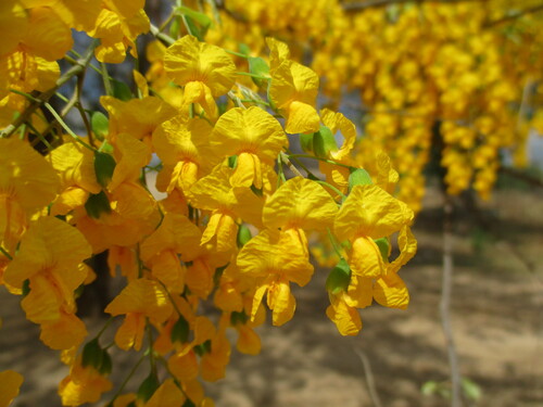 Pterocarpus lucens subsp. antunesii