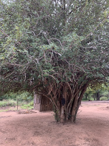 Pterocarpus lucens subsp. antunesii (Small-leaf bloodwood) — photo