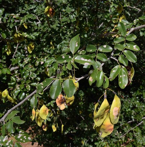 Pterocarpus lucens (Small-leaved kiaat) — photo