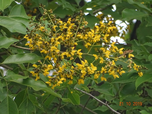 Pterocarpus marsupium (Malabar kino) — photo