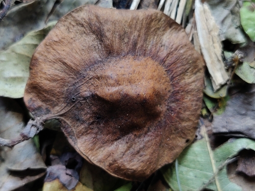 Pterocarpus marsupium (Malabar kino) — photo