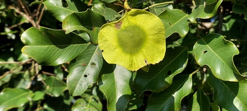 Pterocarpus marsupium