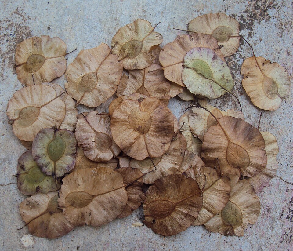 Pterocarpus osun