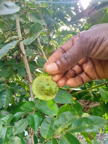 Pterocarpus santalinoides (Sandalwood padauk) — photo
