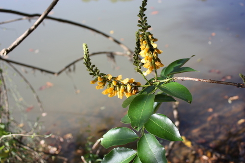 Pterocarpus santalinoides