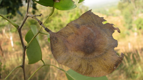 Pterocarpus santalinus (Red sandalwood) — photo