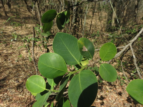 Pterocarpus santalinus (Red sandalwood) — photo
