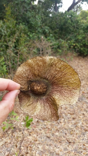 Pterocarpus tinctorius — photo
