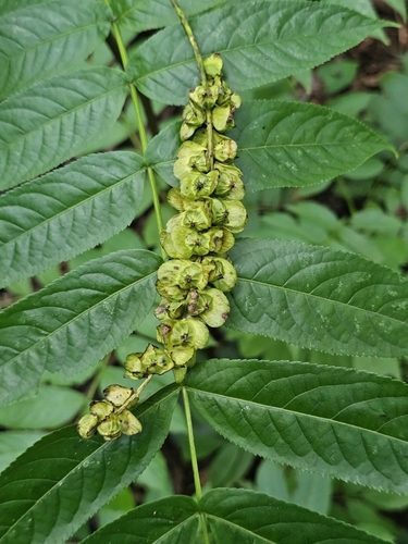 Pterocarya caucasica — photo